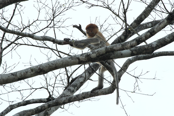 ProboscisMonkey_Sukau_0254 (174)_m.jpg